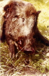 Un beau sanglier d'Alg�rie