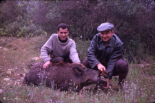 Alain avec un beau sanglier d'Alg�rie