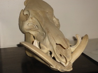 Un beau troph� de sanglier d'Alg�rie